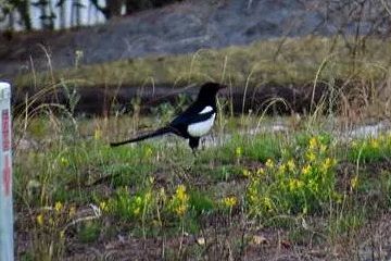 Magpies in the mud?